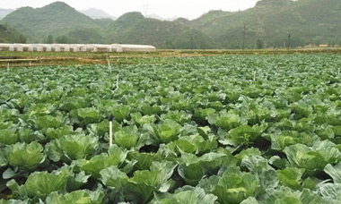 ���ع���