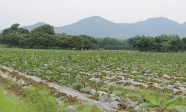 ���ع���