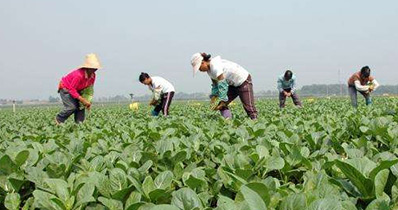 菜管家基地 菜管家基地